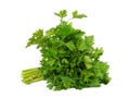 Fresh curly parsley