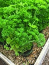 Fresh curly parsley growing in pots Royalty Free Stock Photo
