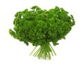 Fresh curly parsleys Royalty Free Stock Photo