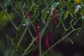 Fresh curly red chilies (Cabai Merah Keriting) hanging on the tree in the fields ready to harvest.