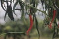 Fresh curly red chilies (Cabai Merah Keriting) hanging on the tree in the fields