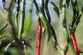 Fresh curly red chilies (Cabai Merah Keriting) hanging on the tree in the fields.