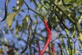 Fresh curly red chilies (Cabai Merah Keriting) hanging on the tree in the fields.