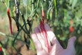 Close-up view Fresh curly red chilies (Cabai Merah Keriting) hanging on the tree in the fields.