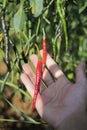 Fresh curly red chilies (Cabai Merah Keriting) hanging on the tree in the fields.