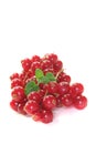 Fresh currant