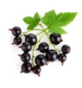 Fresh currant fruits with green leaves