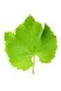 Fresh currant leaf Royalty Free Stock Photo