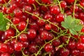 Fresh currant red fruit in a pile Royalty Free Stock Photo