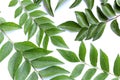 Curry leaves, Murraya koenigii on white background, Ayurvedic herbal leaf