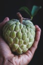 Fresh Custard Apple