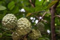 Fresh custard apple on tree