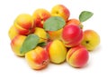 Fresh cut apricot fruits Royalty Free Stock Photo