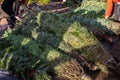 Fresh cut baled Christmas trees on a tree farm waiting for their owner to pick up. Royalty Free Stock Photo