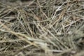 FRESH CUT BALED HAY BACKGROUND Royalty Free Stock Photo