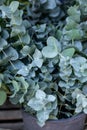 Fresh cut branches of Eucalyptus baby blue plant at the greek flowers shop in October