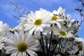 Fresh cut daisies (Asteraceae) with a blue sky Royalty Free Stock Photo