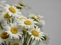 Fresh cut daisy flowers up close in a macro photography still life shot with a clean white gray background.  White flowers with Royalty Free Stock Photo