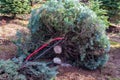 Fresh cut fir of a Christmas tree farm, hand bow saw lays across a stump Royalty Free Stock Photo