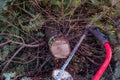 Fresh cut fir of a Christmas tree farm, hand bow saw lays across a stump Royalty Free Stock Photo