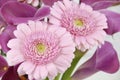 Fresh cut floral arrangement of pink lily and daisy flowers Royalty Free Stock Photo