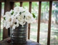 Fresh cut gardenias in an old flour sifter Royalty Free Stock Photo