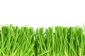 Fresh cut grass Royalty Free Stock Photo