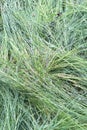 Fresh Cut Grass Background Royalty Free Stock Photo