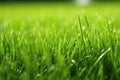 fresh cut grass at lawn, macro shot Royalty Free Stock Photo