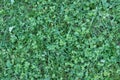 Fresh-cut grass, view from above. The green lawn of clover. Background, texture Royalty Free Stock Photo