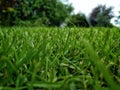 Fresh cut green gras lawn