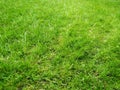 Fresh cut green gras lawn