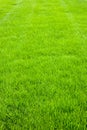 Fresh cut green grass background