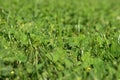 Fresh cut green grass close up for backgrounds Royalty Free Stock Photo