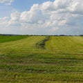Fresh cut New York State alfalfa hay field first cutting in May
