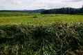 fresh cut hay on a meadow in the nature detail Royalty Free Stock Photo