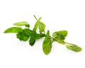 Studio shot fresh organic Vietnamese mint leaves isolated on white Royalty Free Stock Photo