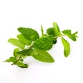 Studio shot fresh organic Vietnamese mint leaves  on white Royalty Free Stock Photo