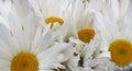 Bunch of white Daisy flowers in a Honduras Market