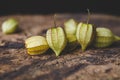 Fresh Cut leaved groundcherry on the dark background