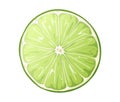 Fresh cut lime isolated on white background. Green citrus fruit. Vector illustration of lime slice Royalty Free Stock Photo