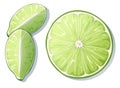 Fresh cut lime isolated on white background. Green citrus fruit. Vector illustration of lime slice Royalty Free Stock Photo