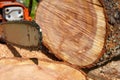 Fresh cut logs and chainsaw tire Royalty Free Stock Photo