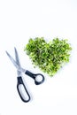 Fresh cut microgreens of broccoli and red cabbage in heart shape with scissors isolated