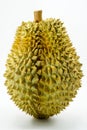 Fresh Cut Monthong Durian on white background,closeup view of Durian,Monthong Durian.Mon Thong.Beautiful Durian.Durian D158 Royalty Free Stock Photo