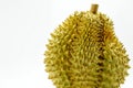 Fresh Cut Monthong Durian on white background,closeup view of Durian,Monthong Durian.Mon Thong.Beautiful Durian.Durian D158 Royalty Free Stock Photo