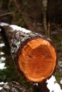 Fresh cut tree in a forest Royalty Free Stock Photo