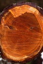Fresh cut tree in a forest texture Royalty Free Stock Photo