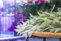 Fresh cut sage branches outsise in summer flowering garden. A bunch of kitchen herb salvia