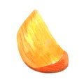 Fresh orange cut slices persimmon fruit isolated on white. Summer Organic fruits for healthy lifestyle. Hand drawn